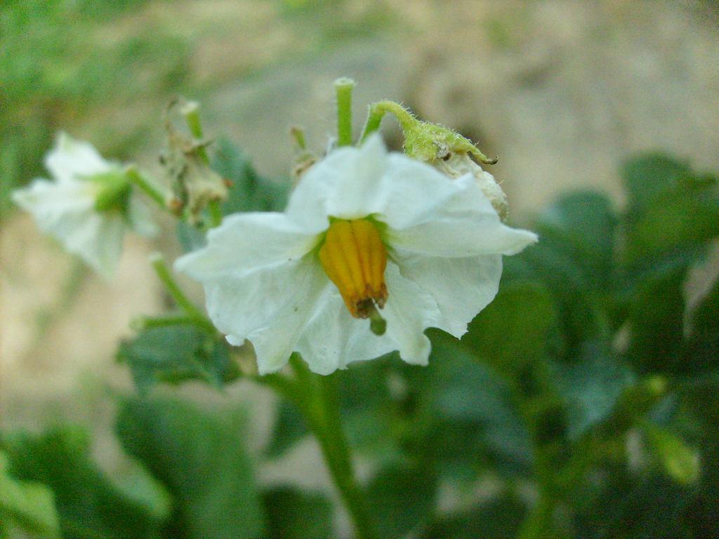 Monograf no: 54 Latince adı : Solanum tuberosum L.