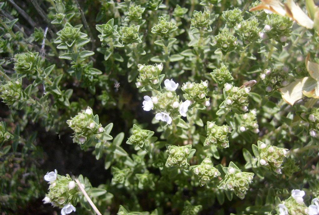 Monograf no: 61 Latince adı : Thymus praecox Opiz subsp. skorpilii (Velen.) Jalas var.