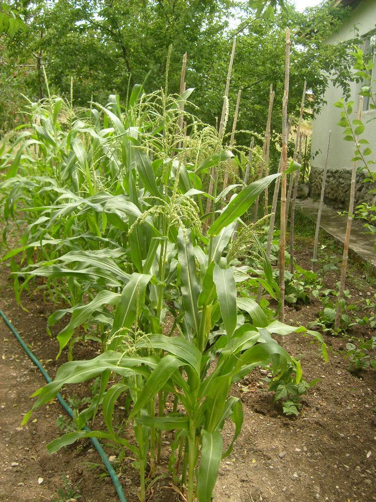 Monograf no: 72 Latince adı : Zea mays L.