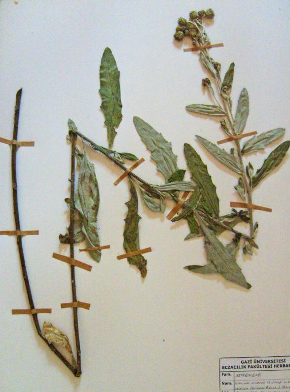 Monograf no: 13 Latince adı : Cirsium arvense (L.) Scop. subsp. vestitum (Wimmer & Grab.