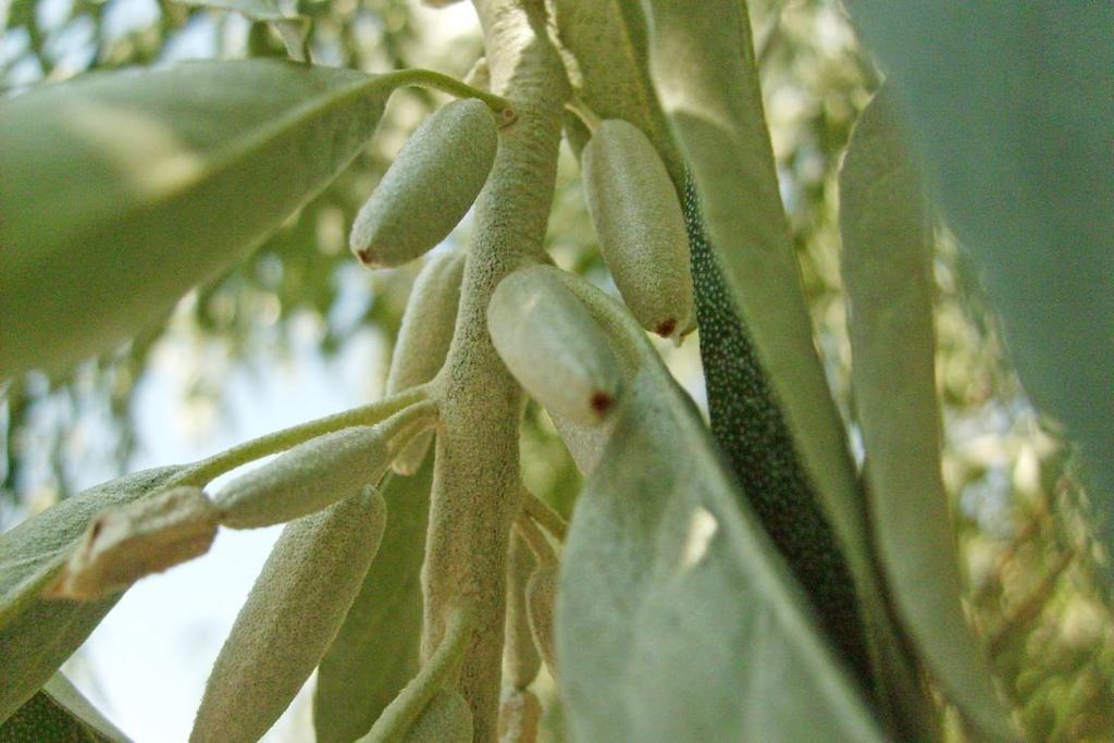 Monograf no: 20 Latince adı : Elaeagnus angustifolia L.