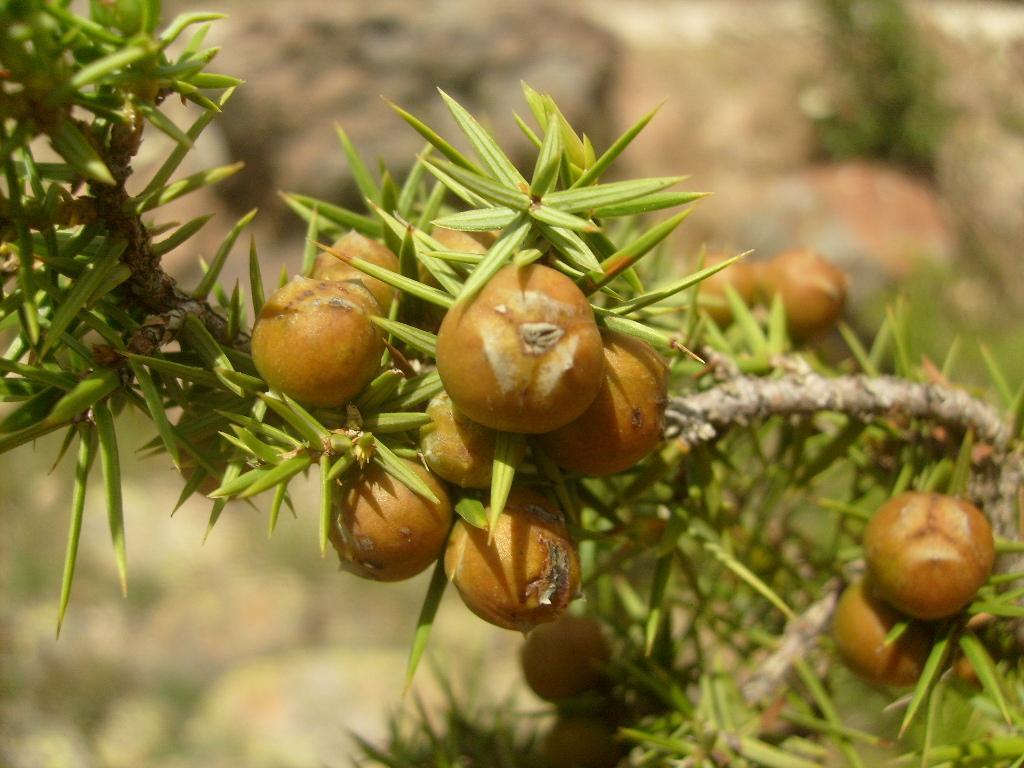Monograf no: 27 Latince adı : Juniperus oxycedrus L. subsp.