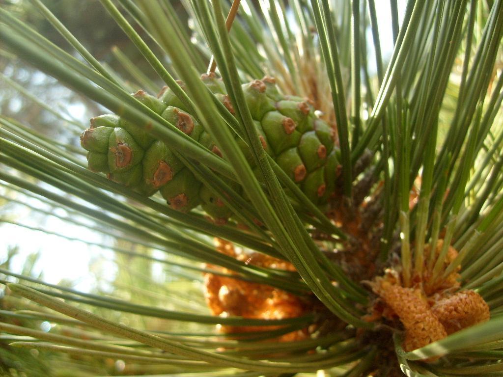 Monograf no: 41 Latince adı : Pinus nigra Arn. subsp. pallasiana (Lamb.