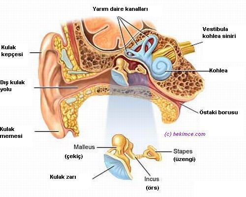 Şekil 1: Kulağın anatomik yapısı 12. Đç kulak, işitme ve denge sistemi olmak üzere iki duyusal sisteme sahiptir. Đç kulak, kemiksi ve zarsı labirentlerden (iç kulak boşluğu) oluşmuştur.