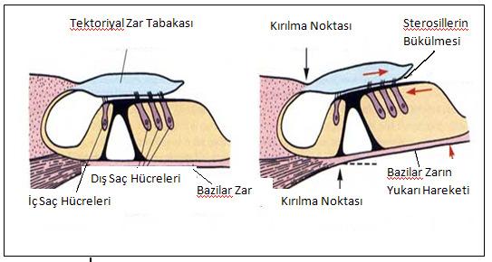 bazolateral bölgedeki kalsiyum kanallarının açılmasına ve kalsiyumun hücre içerisine girmesine neden olmaktadır (Şekil 3) 9,18,22. Şekil 3: Korti organının çalışma mekanizması.