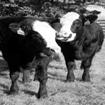 , 1996) sonra sığır klonlama çalışmaları da başlamış ve ilk somatik klon sığır 1998 yılında doğmuştur (Mudbhary, 2003).