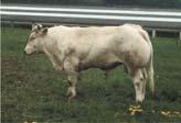 Et sığırlarında Belçika Mavi Sığırlarında tek bir genin kodladığı major etkili Double Musclin