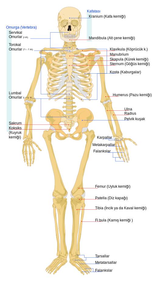 Kemikler: ~206 tane (doğumda ise