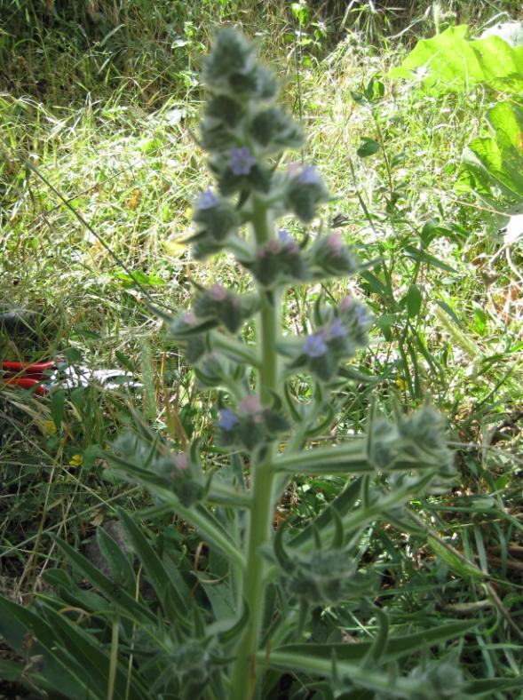 Latince adı : Echium italicum L.