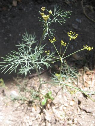 Latince adı : Foeniculum vulgare Miller.