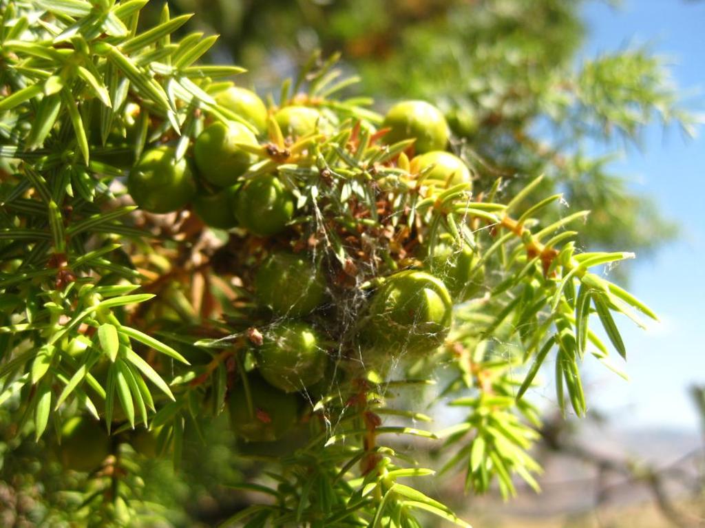 Latince adı : Juniperus communis L. subsp.