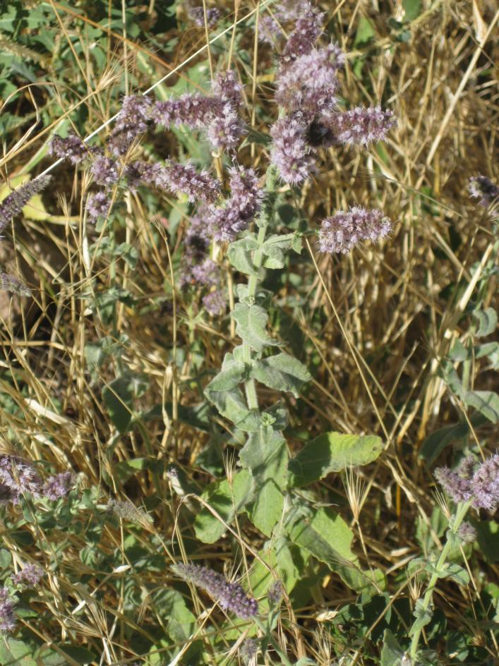 Latince adı : Mentha longifolia (L.) Hudson subsp.