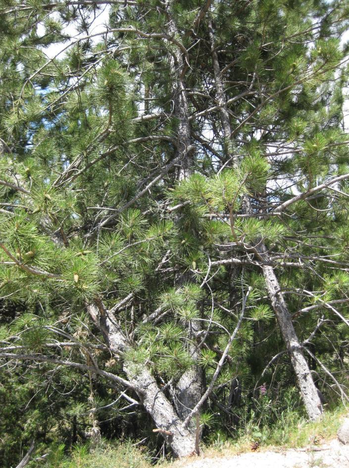 Latince adı : Pinus nigra Arn. subsp.pallasiana (Lamb.