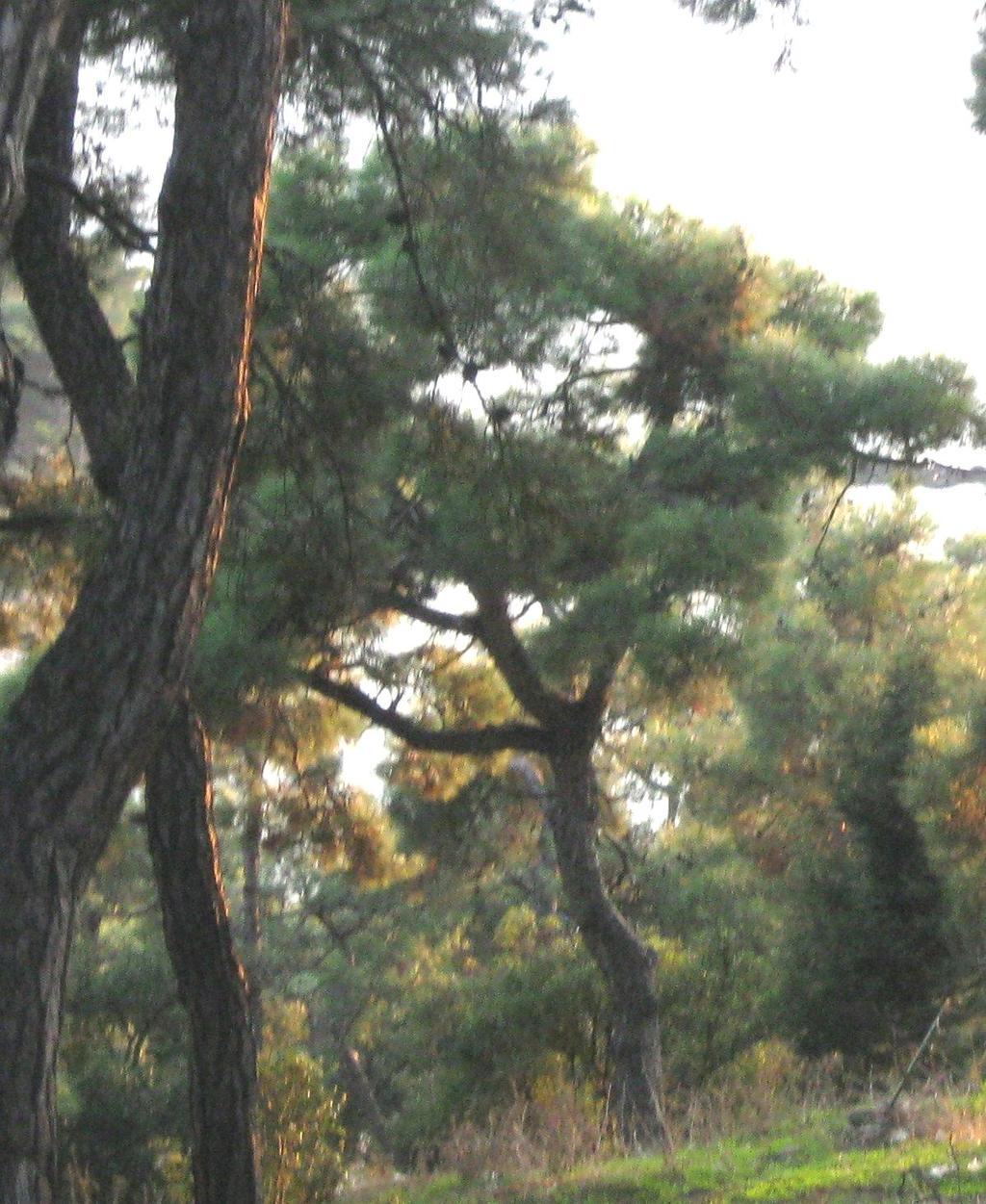 Latince adı : Pinus sylvestris L.