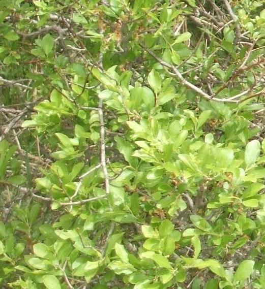 Latince adı : Prunus spinosa L. subsp.