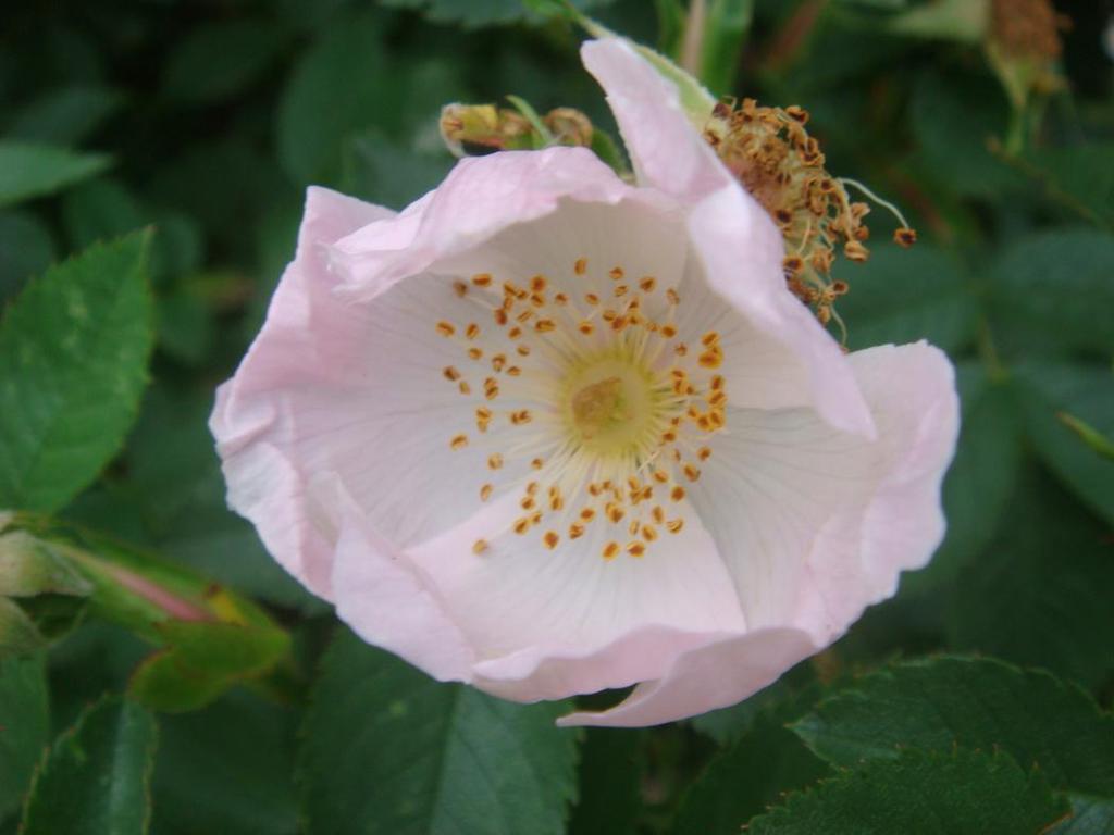 Latince adı : Rosa canina L. Familyası : Rosaceae Yerel adı : KuĢburnu Kullanılan kısmı : Meyve Kullanılış amacı ve uygulanışı : BronĢitte; meyveler ezilerek suyu çıkarılır, içilir.