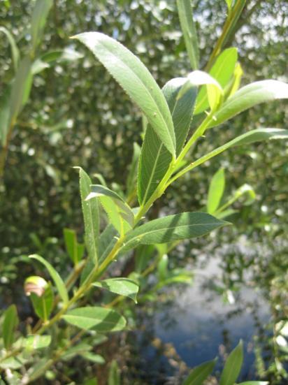 Latince adı : Salix alba L.