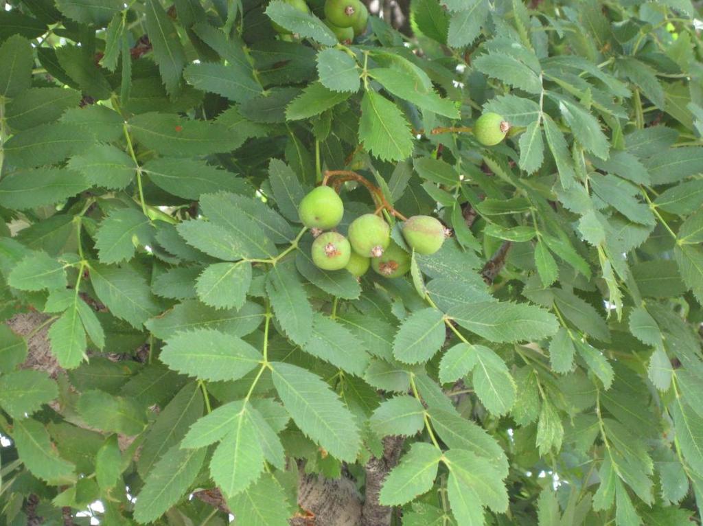 Latince adı : Sorbus domestica L. Familyası : Rosaceae Yerel adı : Övez Kullanılan kısmı : Meyve, yaprak Kullanılış amacı ve uygulanışı : Çocuklardaki ishalin tedavisinde; meyvesi çiğ olarak yenilir.