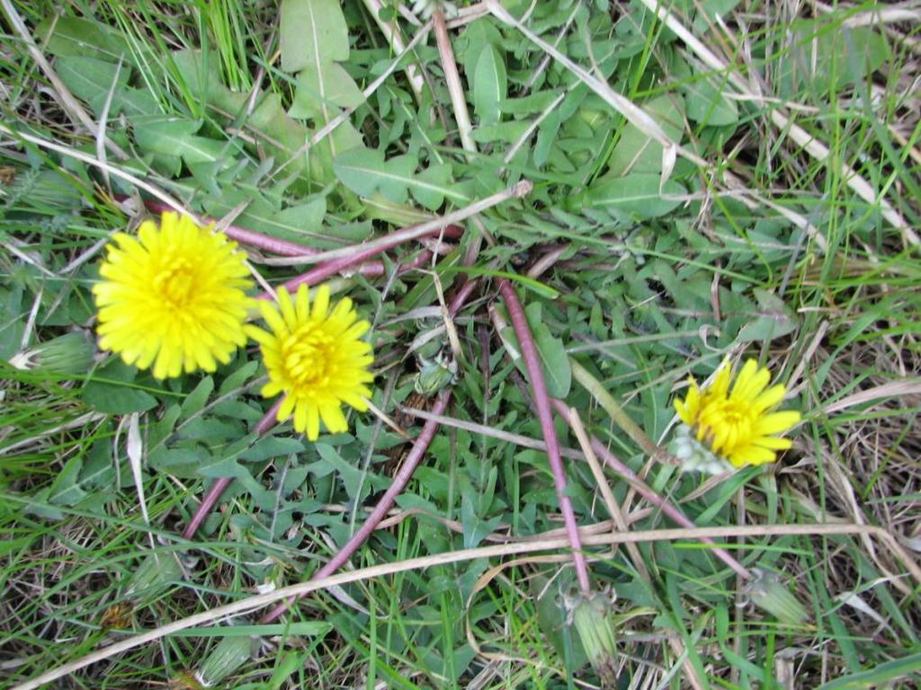 Fotoğraf: Doç.Dr.Galip Akaydın Latince adı : Taraxacum scaturiginosum G. Hagl.