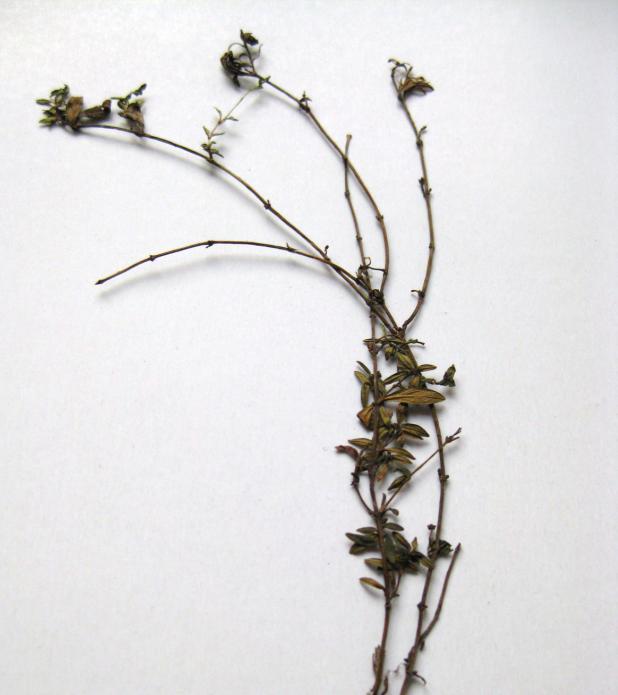 Latince adı : Thymus longicaulis C.Presl subsp. longicaulis var.