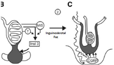 Karın bölgesi boyunca ilk hormon kontrollü hareket, INSL3 ile gerçekleştirilmekte olup, INSL3 - Leydig hücreleri tarafından salgılanır ve gubernakulum un