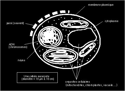 MİKROORGANİZMA GRUPLARI 1-ÖKARYOTLAR : (Yapılarına göre) Hücre yapıları bitki ve hayvan