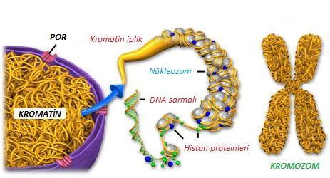 4) Kromatin İplik Çekirdek sıvısı içinde bulunan genetik maddedir. DNA molekülleri çekirdek içinde paketlenirken histon adı verilen özel proteinlerle sarılır ve nükleozom yapısını oluşturur.