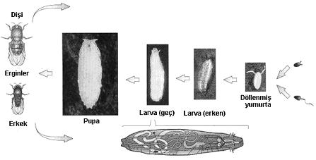 Drosophila melanogaster in gelişim