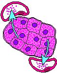 Hümoral düzenleme Hormone Hümoral