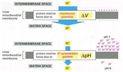 İç mitokondri zarında karşıdan karşıya yaratılan total proton hareket kuvveti zar potansiyelinden dolayı ortaya çıkan büyük bir kuvvet ve H +
