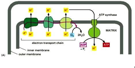 Elektron transport zinciri boyunca yüksek enerjili bir elektron yol aldıkça, ortama bırakılan enerjinin bir kısmı protonları (H + ) matriksten dışarı pompalayan üç adet enzim kompleksini işletmek