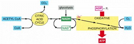 Her Bir NADH molekülünün oksitlenmesine karşılık yaklaşık 10 proton pompalanmaktadır ATP üretimi: her bir NADH ve FADH