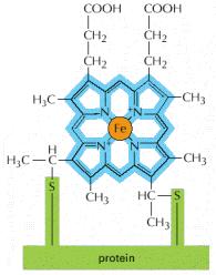 Sitokrom c ye kovalent olarak bağlı hem grubunun yapısı. Porfirin halka mavi gösterilmiştir. Solunum zincirinde beş farklı sitokrom vardır.