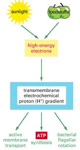 Güneş enerjisi veya gıda maddelerinin oksidasyonundan çıkan enerji ilk olarak bir membranın iki tarafı arasında bir elektrokimyasal proton gradiyentini yaratmak için