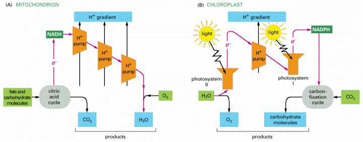 A) Mitokondri kimyasal yakıtlardan enerji çevrimi yapar. (B) Kloroplastlar güneş enerjisinden enerji çevrimi yaparlar.