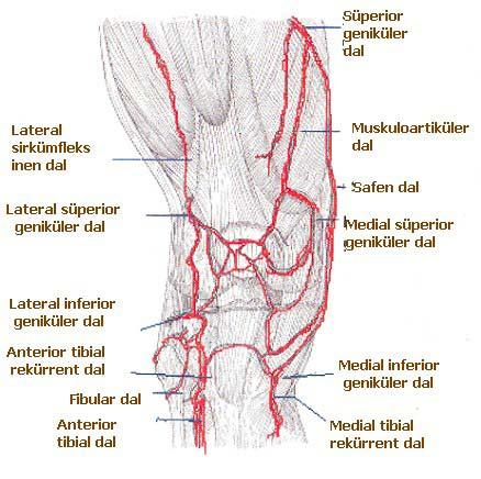 genikuler arterler femoral kondil seviyesinde ayrılarak eklemi besler. Arteria genu media posterior oblik bağı kanlandırdıktan sonra çarpraz bağları besler.