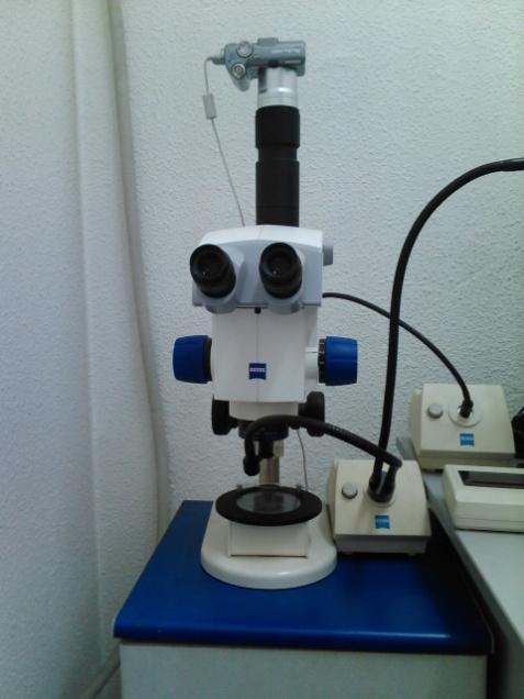 Anabilim Dalı nda bulunan stereomikroskopta (Zeiss SteREO Discovery V8, Carl Zeiss MicroImaging GmbH, Göttingen,