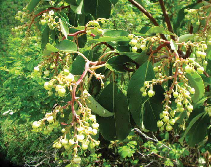 Arbutus andrachne L. (Sandal) Genel coğrafi yayılışı Doğu Akdeniz çevresidir.