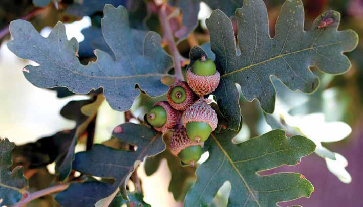 Quercus pubescens Willd. (Tüylü meşe) Kışın yaprağını döken, 15 ender olarak 20 m ye kadar boylanabilen, yuvarlak tepeli bir ağaçtır. Kabuk derin çatlaklıdır. Genç sürgünler ve tomurcuklar tüylüdür.