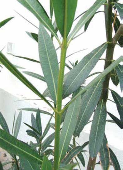 Nerium oleander L. (Zakkum) Akdeniz çevresinin bir türüdür.