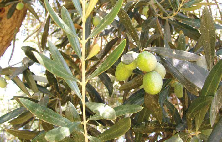 Olea europea L. (Zeytin) Genel yayılışını Akdeniz havzasında yapan bu tür, yaygın bir şekilde kültüre alınmıştır. Tarih boyunca insanlar tarafından meyveleri için yetiştirilmektedir.