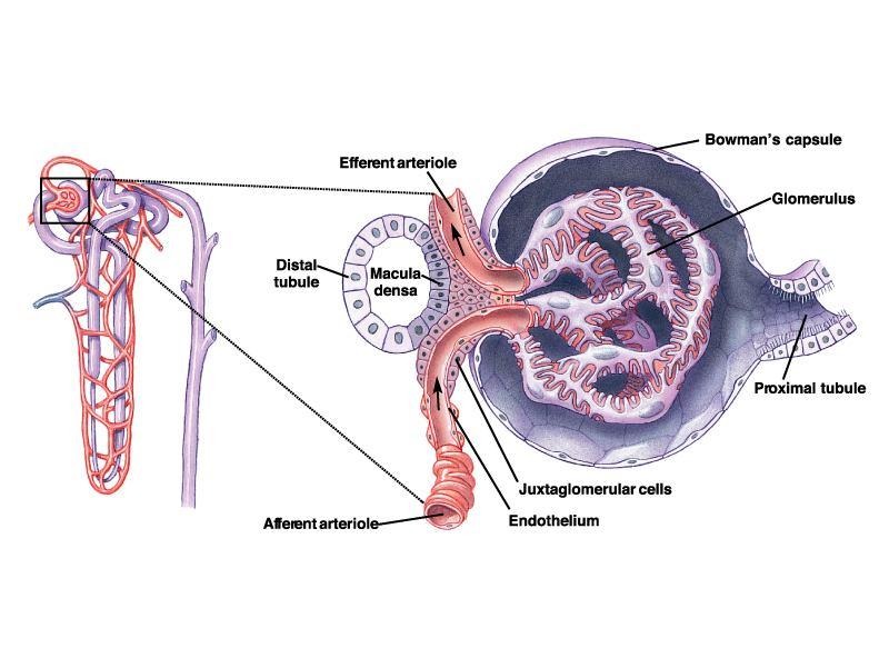 TUZ ALIMI EKSTRASELLÜLER SIVI HACMİ Efferent arteriol Bowman kapsülü Glomerul RENİN VE ANJİYOTENSİN Distal tubul Makula densa BÖBREKLERDEN SU VE TUZ TUTULMASI