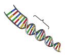 TEST 01 DNA VE GENETİK KOD 1. 1 2 3 4. Hücrenin yönetici molekülüdür. Yukarıda verilen nükleotit modeli ile ilgili aşağıdaki ifadelerden hangisi yanlıştır? Ali Tüm hücrelerde çekirdekte bulunur.