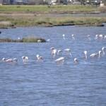 Sulak alanı ziyaret eden kuşlar arasında çoğunluğu, balıkçıl, flamingo ve ördekler oluşturuyor.