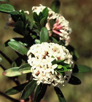 angustifolium L.