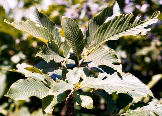 Rhamnus imeretinus Both.