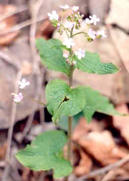 Brunnera macrophylla