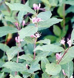 Centranthus longiflorus Stev. subsp.