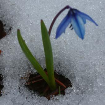 Scilla siberica Haw. subsp. armena (Grossh.