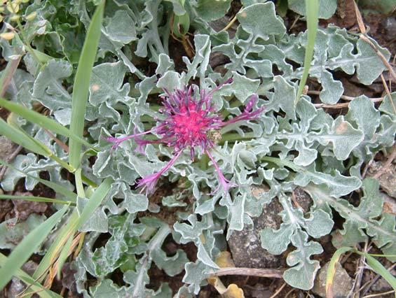 Centaurea pecho